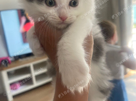 Ragdoll x Russian blue