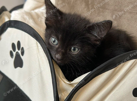 Black kitty