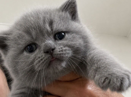 British Shorthair Pedigree Kittens