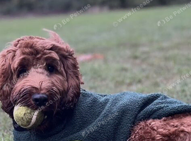 Cockapoo miniature