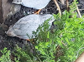 Quail