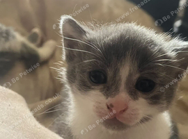 Grey and white kittens for sale &pound;80 or &pound;120 for the pair