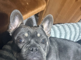 9 month old male French bulldog