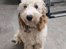 6 month cockapoo marley
