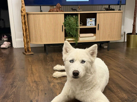 Female Husky Looking for a Loving Home &mdash; Genuine Rehome