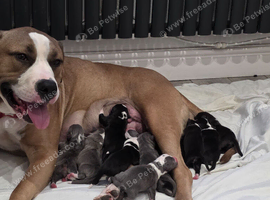 12 beautiful pedigree blue border collie cross itlain massiff cross french mastiff