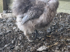 Silkies