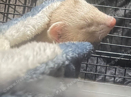 9 week old male ferret