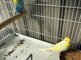 Budgies 3 breeding pairs for sale