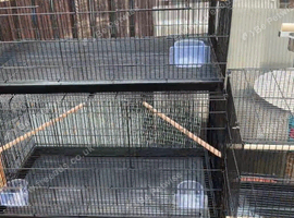 12 wire  double breeders