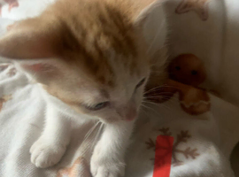 For sale 5 beautiful stunning male kittens 10 weeks old