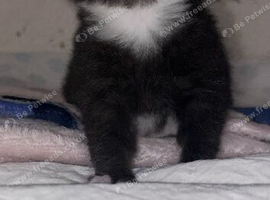 2 adorable kittens