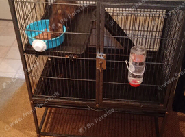 Ferret with cage