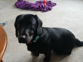 Labrador x dachsund