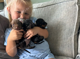 Miniature dachshund puppy's for sale