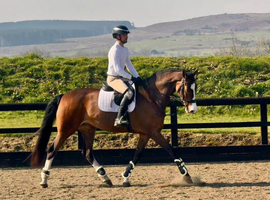 Darcy superb youngster with amazing qualities.