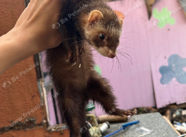 Half micro polecat