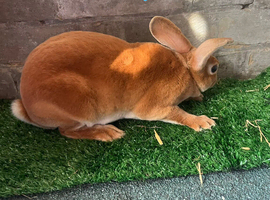 Rex bunny&rsquo;s