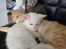 2 kittens for sale