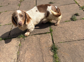 Miniature dachshund wire long