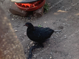 Cochin bantams