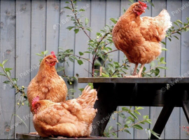 Wanted 3/4 Hens/Layers