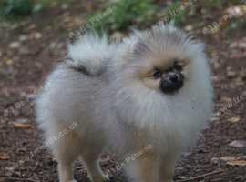 ** Stunning TINY Pomeranian Girl **