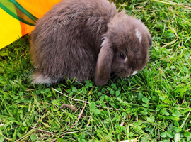 Last Pure Breed Mini Lops Chocolate Otters