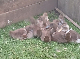 Fawn Indian Runner Ducklings