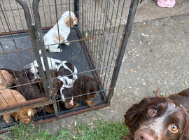 Sprocker puppies 5 girls 4 boys