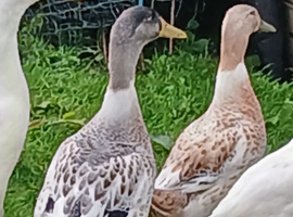 Silver Appleyard  Ducklings