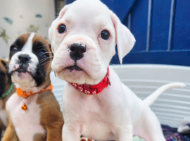 Ready THIS week! Quality KC Registered White Boxer Puppies