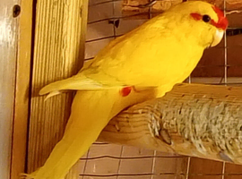 Young buttercup kakariki  hand tame