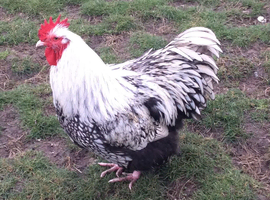 Orpington Cockerel