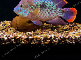 STUNNING LARGE GREEN TERROR