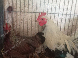 Pair of silver duckwing welsummer Bantam