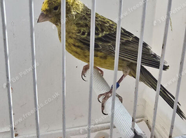BEAUTIFUL COCK OF LIZARD CANARY
