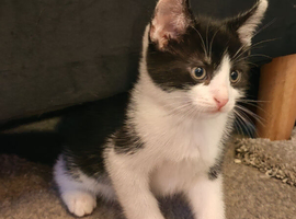 2 kittens for sale