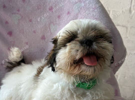 Beautiful Shih Tzu Puppies for Sale