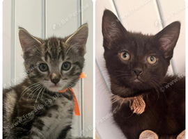 Main Coon / Bengal Mix 2 Boys