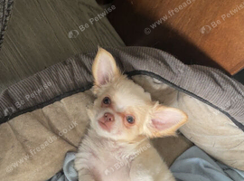 Chihuahua boy puppies