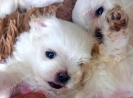 2 Miniature malteses girls for sale