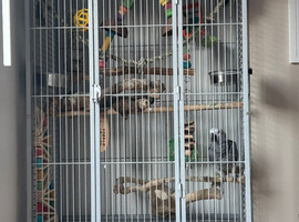 African Grey