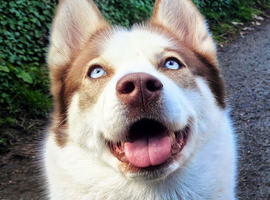 Female husky called kyara