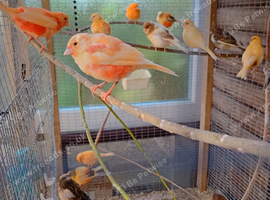 Colour canaries for sale