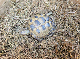 Female Horsefield tortoise Wanted