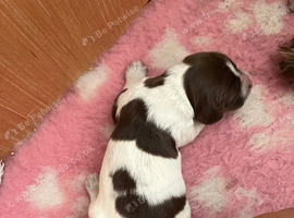 Sprocker last girl left