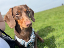 Rolo