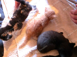3 kittens looking for forever homes