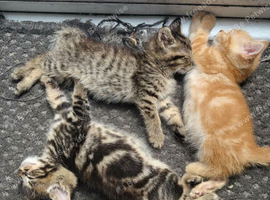 Three beautiful kittens